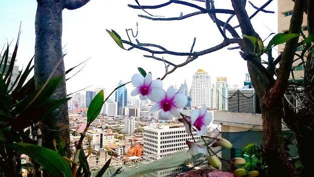 写真 バルコニーにある植物と背景の都市の景色