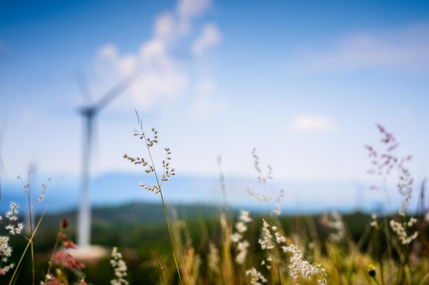 写真 空に照らされた畑の植物