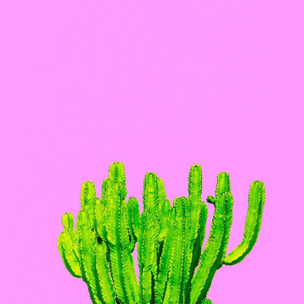 사진 핑크 개념에 식물입니다. 선인장 바이브