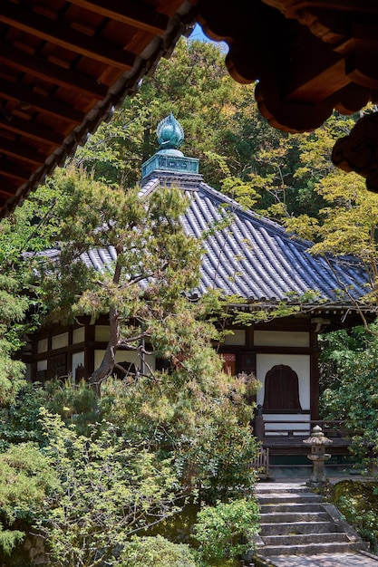 写真 家の外の植物