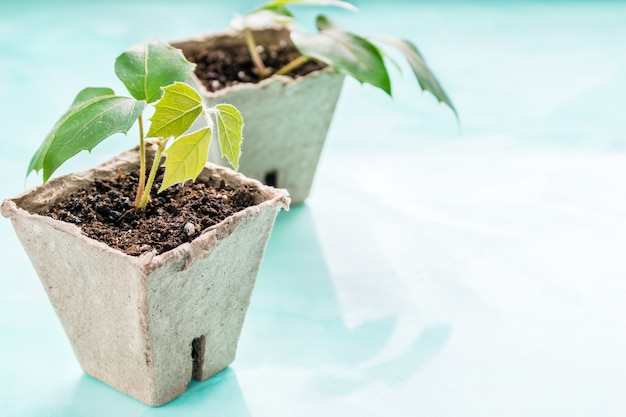 Plants in a peat pot on a turquoise background. Earth Day