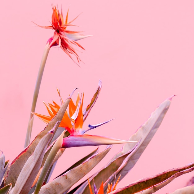 Plants on pink concept. canary flowers on pink wall background