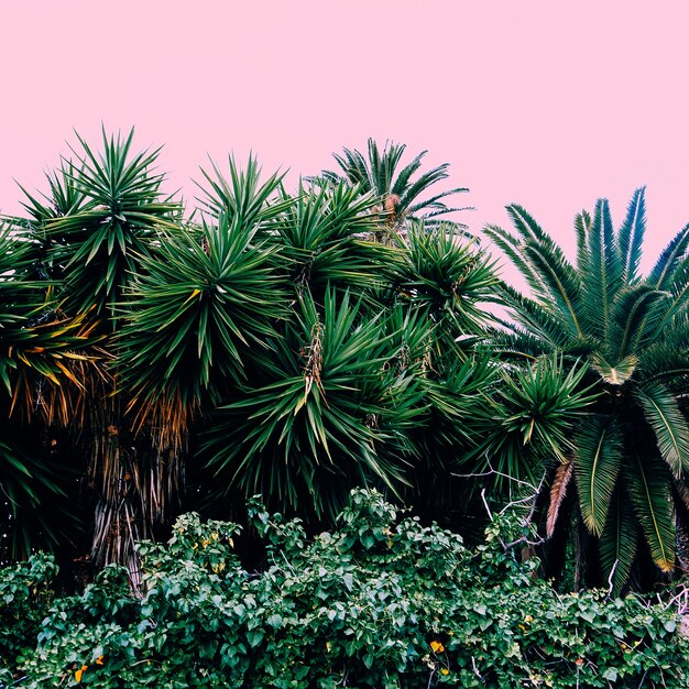 Foto piante sul concetto rosa. umore tropicale della palma della moda