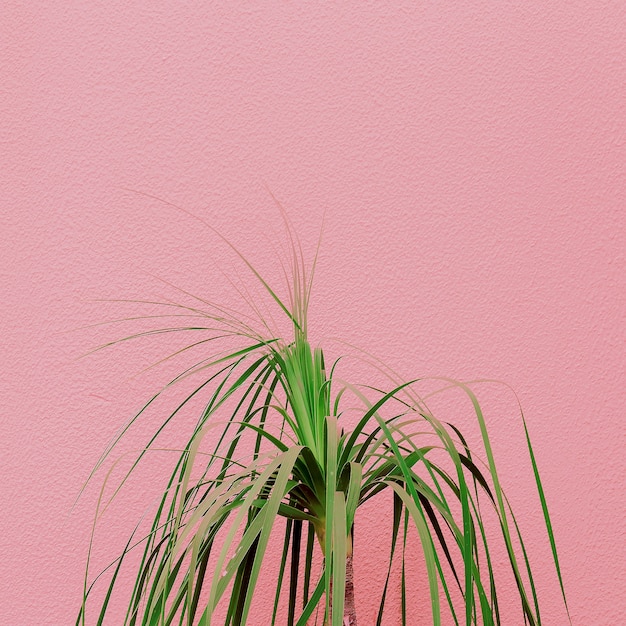 Photo plants on pink concept. plant lovers. minimal  canary island