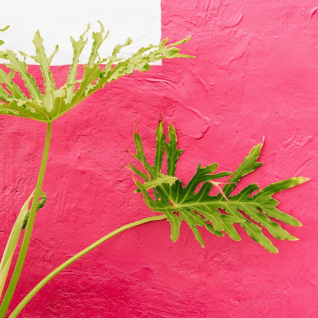 Plants on pink concept. Plant on pink wall background