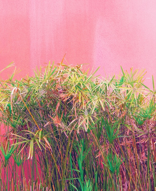 Plants on pink concept. Tropical green on pink background wall.