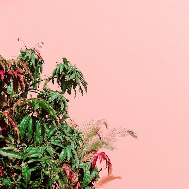 Plants on pink concept. Tropical tree. Canary island