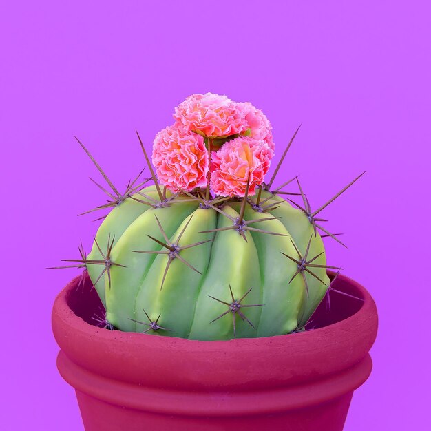 Plants on pink fashion concept cactus on a pink background wall