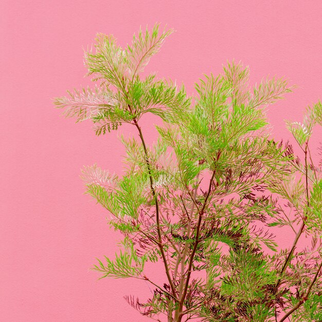 ピンクのファッションコンセプトの植物。ピンクの壁の背景の木。カナリア諸島