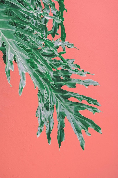 Photo plants on pink fashion wallpaper. palm leaf on pink wall background. minimal tropical design. travel holiday relax nature concept. canary islands