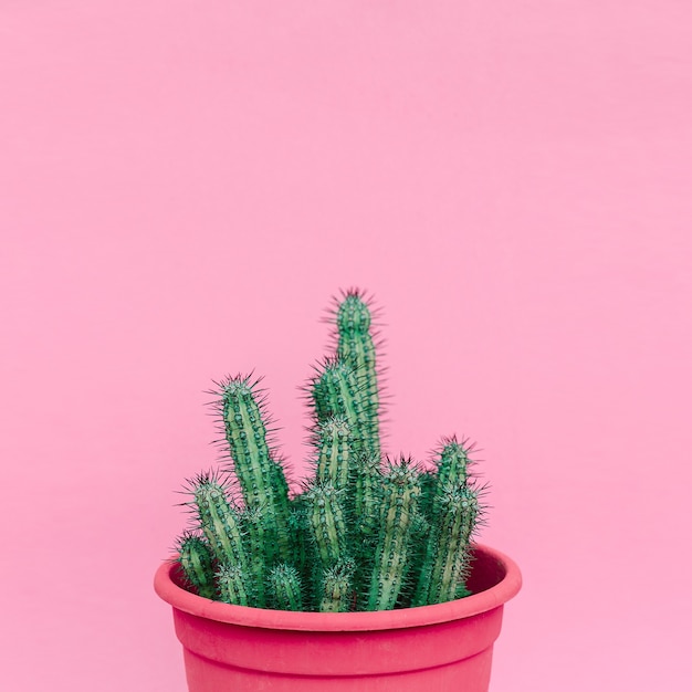 Plants on pink minimal fashion concept. Cactus in a pot on pink wall