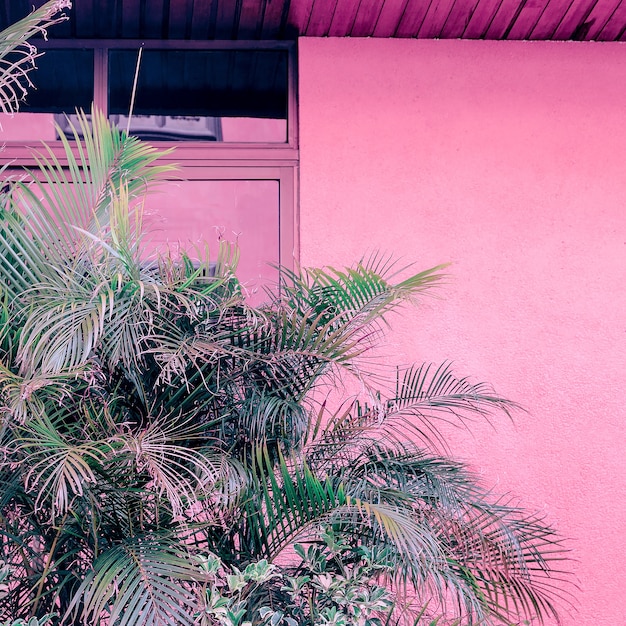 Plants on pink. Palm outdoors. Tropical minimal art