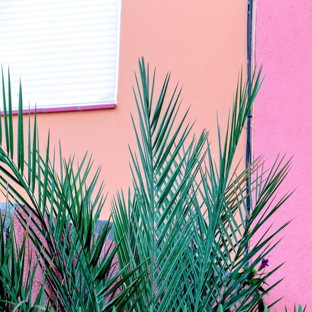 Plants on pink. Palm outdoors. Tropical minimal vibes