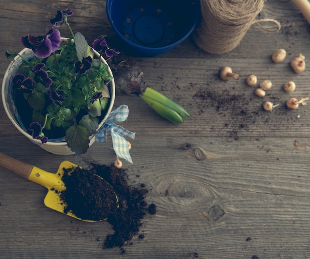 plants for planting and garden accessories