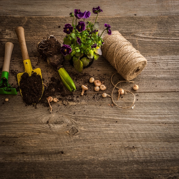 Piante per piantare e accessori da giardino