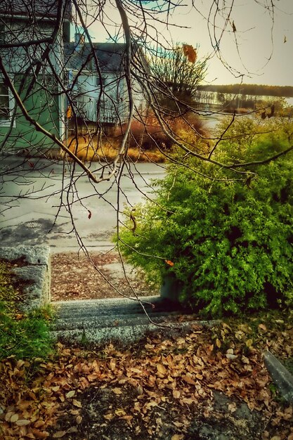 Photo plants in pond