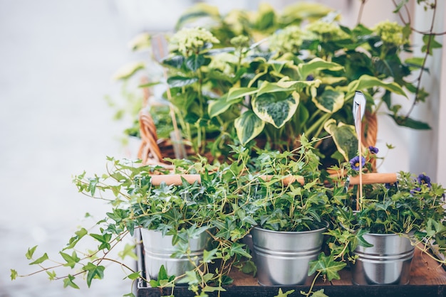 テーブルの上に置かれた鉢の中の植物