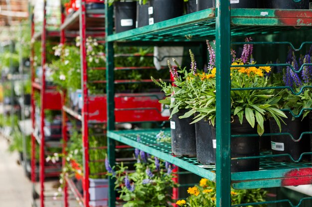 Plants in pots on sale at the local garden center.