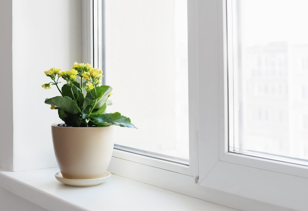 Plants in pots on white windowsill indoor