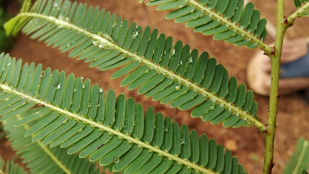 Photo plants and rain deadly combination