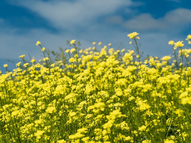 Plants of a rapeseed