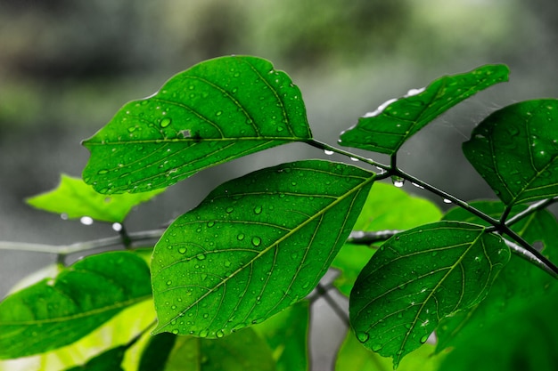 暗い背景に日中の自然光を反射する植物