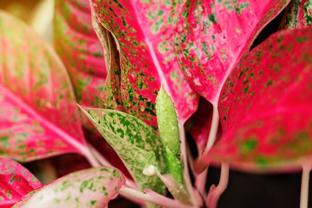 plants of refreshing after the rain.