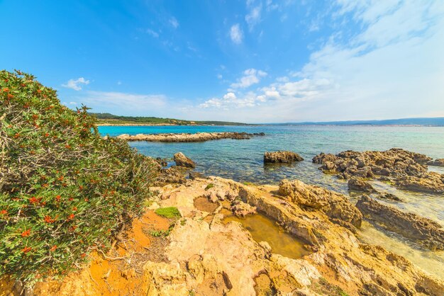 イタリアサルデーニャ島の海沿いの植物や岩