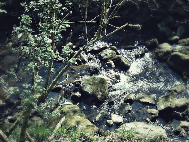 Photo plants on rocks