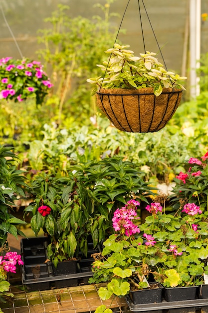 Plants for sale at the small local nursery.