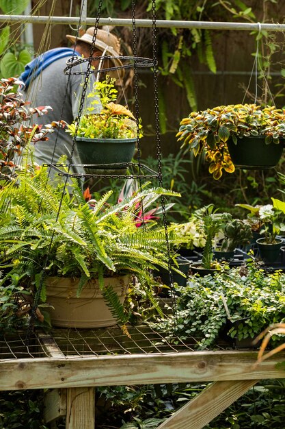 Plants for sale at the small local nursery.