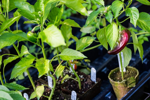 Plants for sale at the small local nursery.