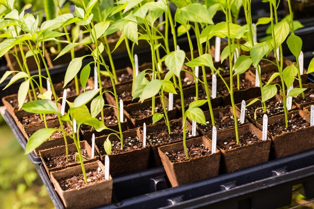 地元の小さな保育園で販売されている植物。