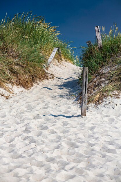 Plants on sand at beach against clear blue sky