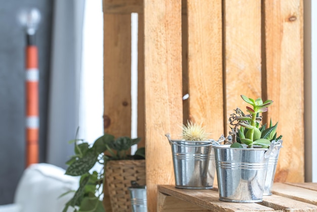 Plants on shelf