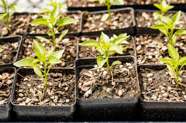 Plants in small containers in the greenhouse.