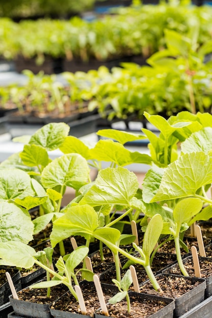 Plants in small containers in the greenhouse.