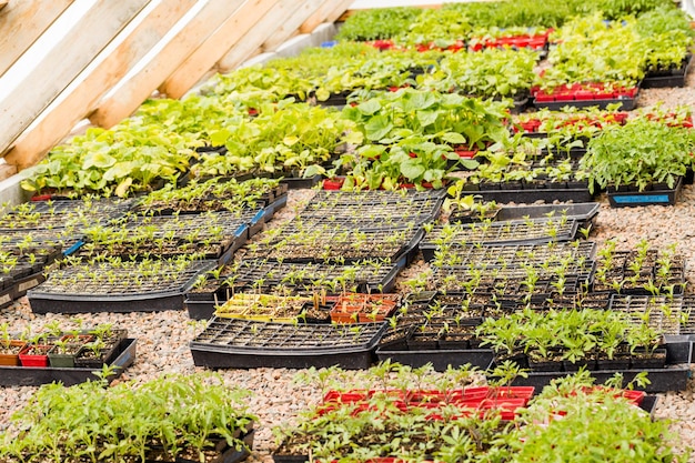 Plants in small containers in the greenhouse.