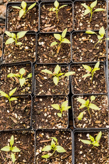 Plants in small containers in the greenhouse.