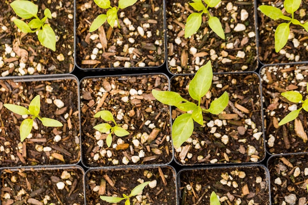 Plants in small containers in the greenhouse.