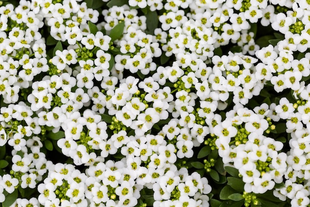 地元の苗床で販売されている小さな植木鉢の植物。