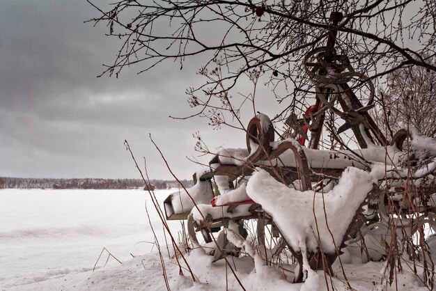 Foto piante sulla neve contro il cielo