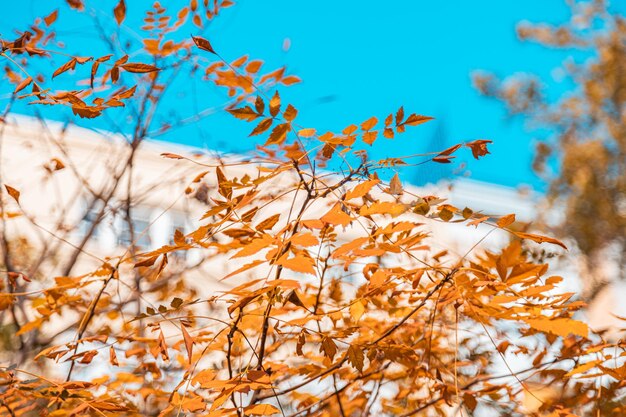 Plants on snow covered land against sky