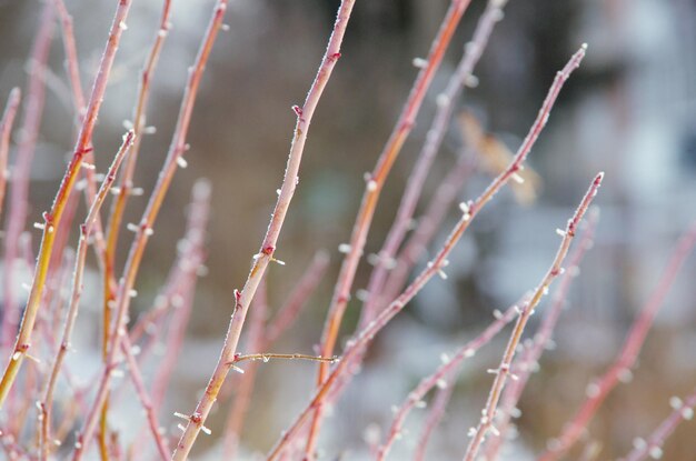 Plants in snow meadow at winter