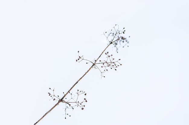 屋外の雪の中の植物。冬の牧草地。