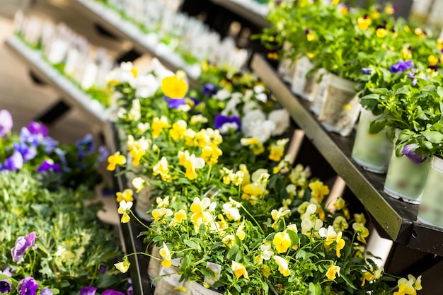 Plants on Spring sale in local garden ccenter.