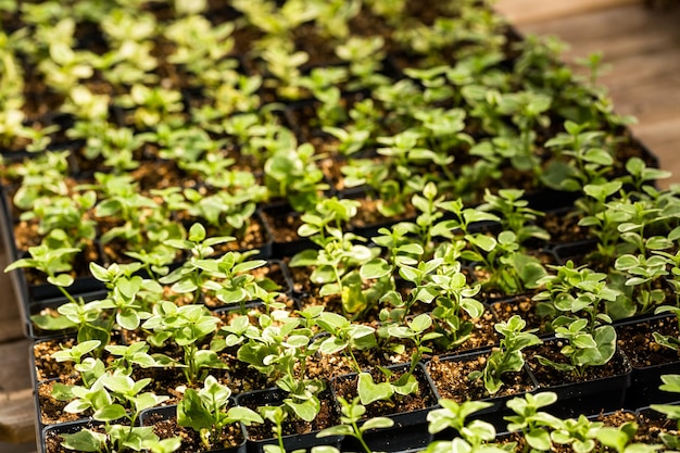 Plants on Spring sale in local garden ccenter.