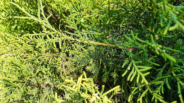 石の背景に植物。松、クロベ、トウヒの枝。