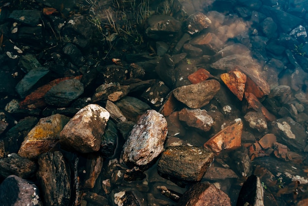 Plants and stones on bottom of mountain lake with clean water