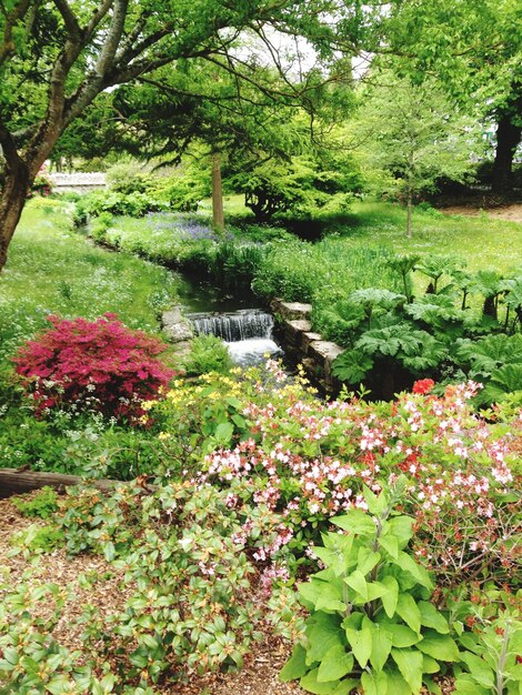 Photo plants and stream in park